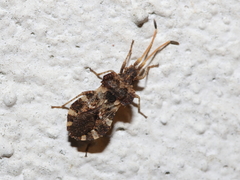 Centrocoris variegatus