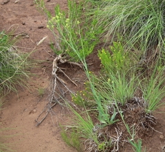Senecio inornatus