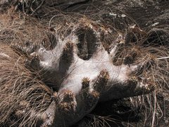 Pachypodium