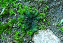 Notothylas orbicularis