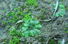 Riccia crystallina