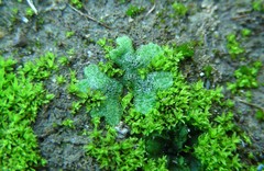 Riccia crystallina