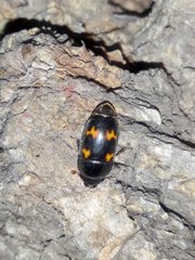 Glischrochilus japonius