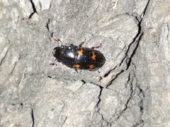 Glischrochilus japonius