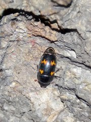 Glischrochilus japonius