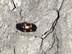 Glischrochilus japonius