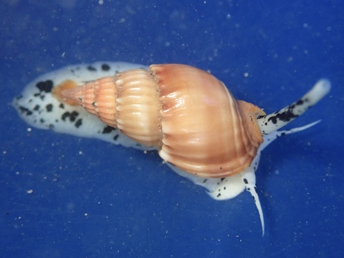 Nassarius hirtus observed 2022-02-22