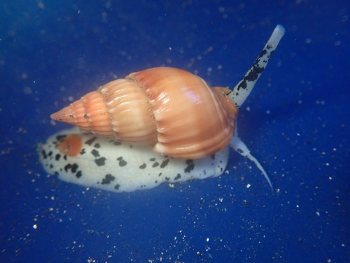 Nassarius hirtus
