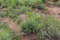 Berkheya discolor