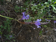 Lavandula canariensis image