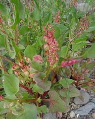 Rumex vesicarius