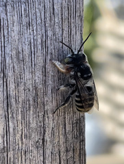 Megachile macularis