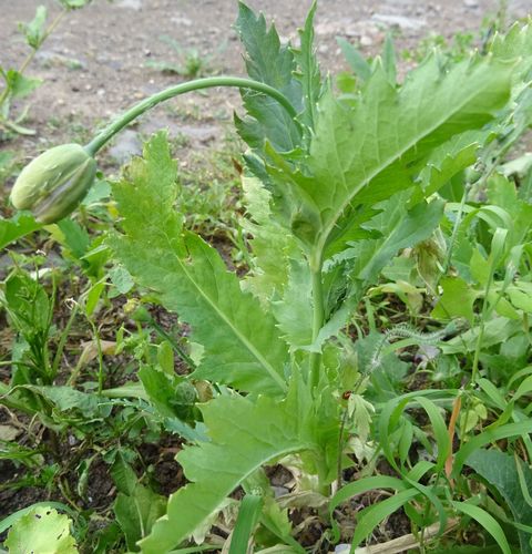 Papaver setigerum image