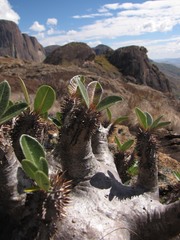 Pachypodium