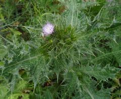 Carduus