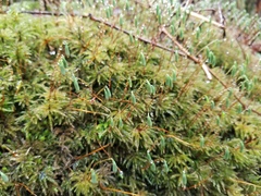 Leucolepis