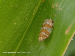 Lophopinae