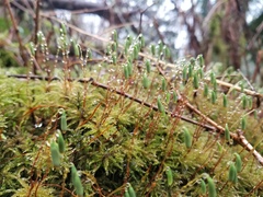 Leucolepis