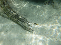 Freshwater Gregory photo 2
