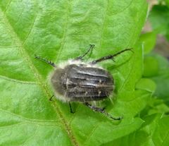 Tropinota squalida canariensis