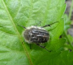 Tropinota squalida canariensis