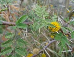 Vachellia farnesiana image