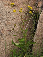 Psiadia salviaefolia