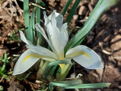Iris histrio