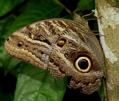 Caligo telamonius