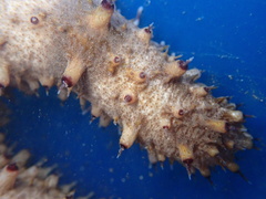 Holothuria pervicax