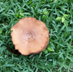 Agaricales