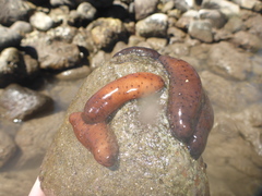 Holothuria difficilis