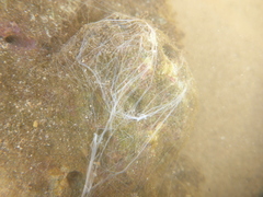Holothuria difficilis