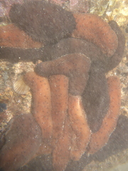Holothuria difficilis