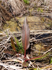 Rumex britannica