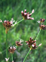 Juncus xiphioides