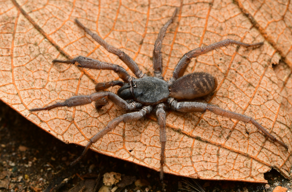 Gravelyia