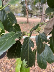 Siphonodon celastrineus