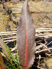 Rumex britannica