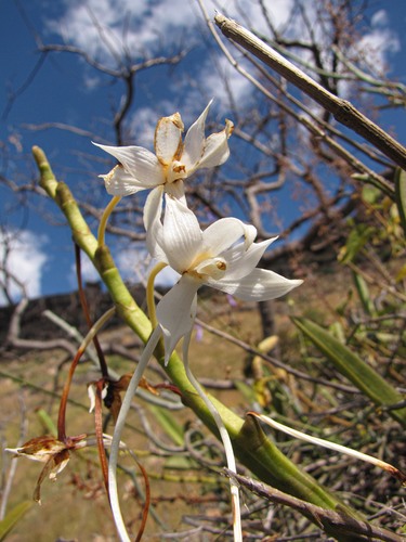 Aerangis ellisii (B.S.Williams) Schltr. 4