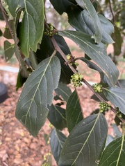 Siphonodon celastrineus