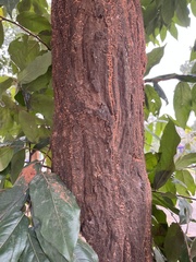 Siphonodon celastrineus