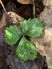 Potentilla sterilis