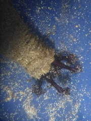 Holothuria cinerascens