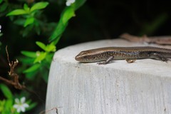 Eutropis multifasciata