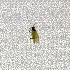 Cyrtorhinus lividipennis