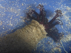Holothuria cinerascens