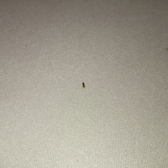 Cyrtorhinus lividipennis