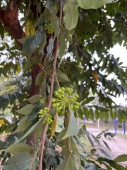 Huberantha cerasoides