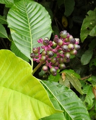 Palicourea lasiantha